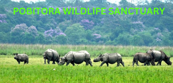 Pobitora Wildlife Sanctuary